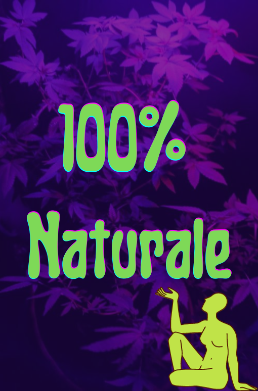 Infiorescenze Cannabis Light purpletrip